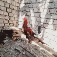 جوجه های دورگ لاری