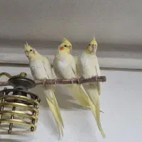 جوجه عروس هلندی رام