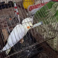 فروش عروس پاریس