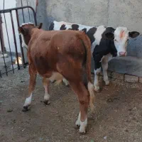 ۲ راس.گاو یا  گوساله نر سیمینتال