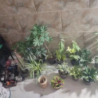 گل و گیاه آپارتمانی|گل و گیاه طبیعی|یزد, |دیوار