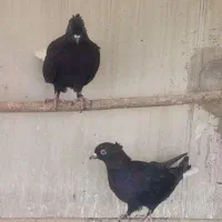 کفتر زاغ دم سفید