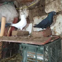 کبوتر|پرنده|سیلوانه, |دیوار