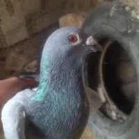 کفتر|پرنده|فیروزآباد (فارس), |دیوار