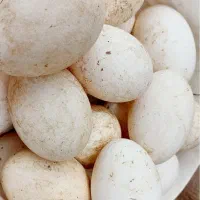 تخم غاز نطفه دار