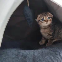 گربه اسکاتیش|گربه|بابل, |دیوار