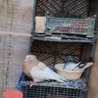 کبوتر ابلغ|پرنده|کرمانشاه, |دیوار