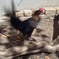 جوجه خروس|پرنده|اصفهان, جلفا|دیوار