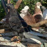 کبوتر پرشی|پرنده|رشت, توشیبا|دیوار