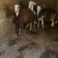 بره ماده|حیوانات مزرعه|بروجرد, |دیوار