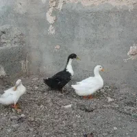 اوردک نروماده