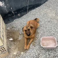 سگ ماده ژرمن