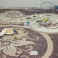 مرغ عشق پروانه‌ای
