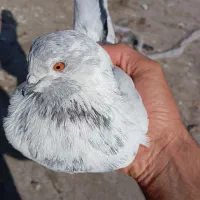 کبوتر هوایی