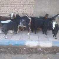 ۱۲ راس بز آبستن سنگین داشتی(میش بره)|حیوانات مزرعه|تهران, آبشار|دیوار