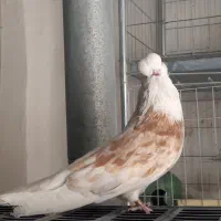 نوک قنار نر فوق زیبا با شجره قوی