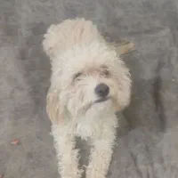 توی پودل|سگ|قم, شهر قائم|دیوار