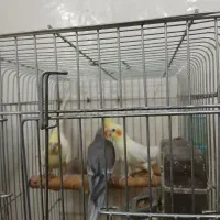 عروس هلندی تخم گذار