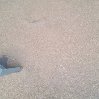فروش گندم تمیز