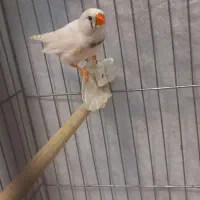 جفت فنچ سالم مولد|پرنده|تهران, فردوس|دیوار