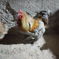 تخم مرغ برهما