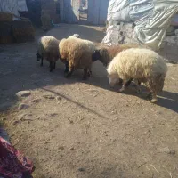 3تا بره نر و2تابره ماده گوشتی