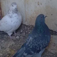 4تاکفتر هوایی از جوجه کشی های خودم هستن خدایی