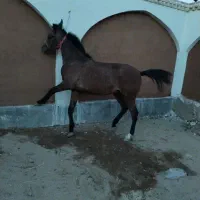 اسب نریون 3 سال
