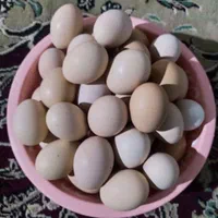 تخم مرغ