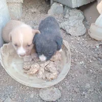 توله پا کوتاه واگذاری|سگ|شازند, |دیوار