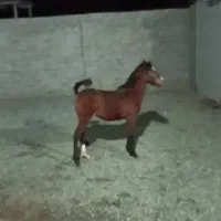 مادیان و کره مادیان