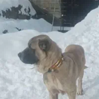 حیوان گمشده