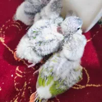 گرینچیک ۳۰ روزه به پایین