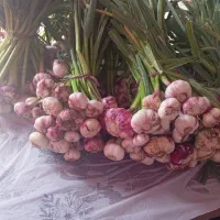 سیر محلی کوهی کیلویی ۳۵۰ بسته های ۵۰ تایی