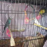 مرغ عشق نر و ماده