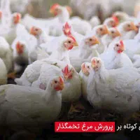 مرق تخم گزار دونه ای 150