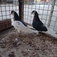 کبوتر رنگه ساده طوقی کله|پرنده|مشهد, عیدگاه|دیوار