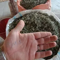 پونه درجه یک|خوردنی و آشامیدنی|گیلان غرب, |دیوار