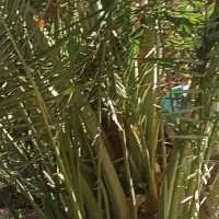 پاجوش نخل دهدارمرادی