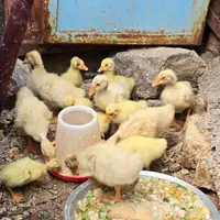 چراغ خواب تمیز قوغازلیندا|چراغ خواب و آباژور|مرودشت, تخت جمشید|دیوار