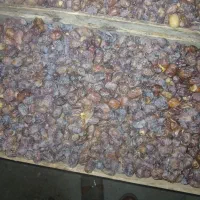 خرما سعمران|حراج|شادگان, |دیوار