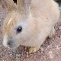 خرگوش باهوش