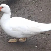 یک جفت اردک اسرائیلی بالغ|حیوانات مزرعه|لاهیجان, بازکیاگوراب|دیوار