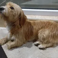 سگ در شهر پرند پیدا شده|حیوانات|پرند, فاز ۵|دیوار