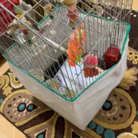 باسلام قفس باپرنده طوطی عروس ۱ساله نر