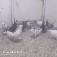 ۱۵تا کبوتر
