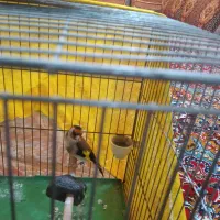 سهره متولد قفس دهن دار