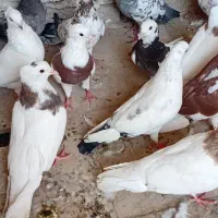 کبوتر رنگی|پرنده|شادگان, |دیوار