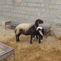 میش بره افشاری|حیوانات مزرعه|کرمانشاه, |دیوار