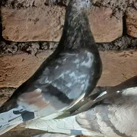 هفت رنگ پرشی چندتا طوقی|پرنده|رامند, |دیوار